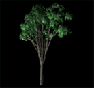 tree2-2